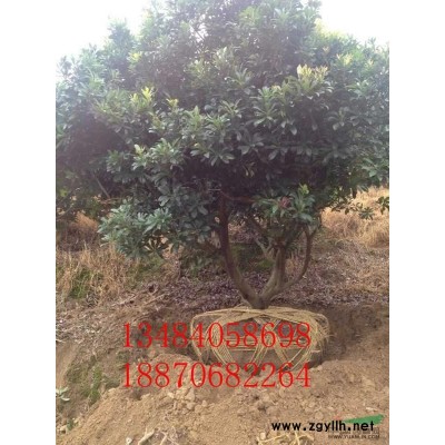 出售1.2米高5公分红叶石楠