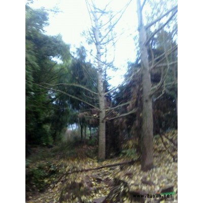 *品双色桂花树，