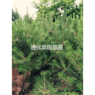 供应樟子松，油松，