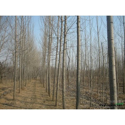 石家庄宇顺苗木，专业栽培：金叶女贞、速生杨107、毛白杨