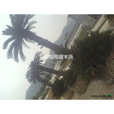 供应巨尾桉.福建巨尾桉漳州巨尾桉巨尾桉