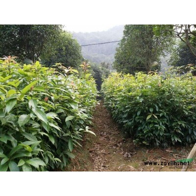 湖北金丝楠木小苗桢楠小苗