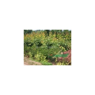 紫叶李  塔柏   龙柏球  大叶黄杨球