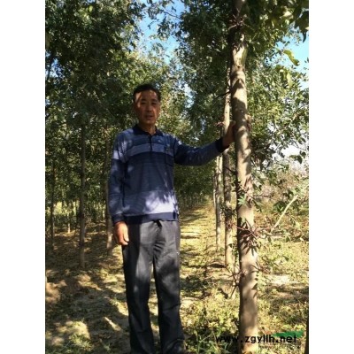 山西高标准皂角树3公分一9公分；优质中华皂角3号、4号接穗