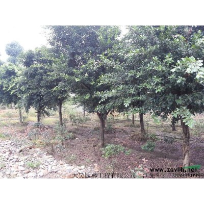 出售冠幅80-90、100-120、150红叶石楠球型