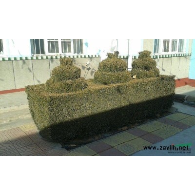 山东供应7-10公分的早樱