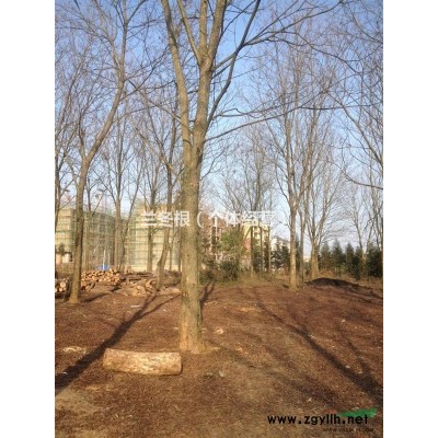 100棵山核桃树供应