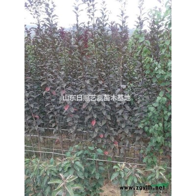 出售北美系列海棠、樱花、红叶李、紫薇、小苗