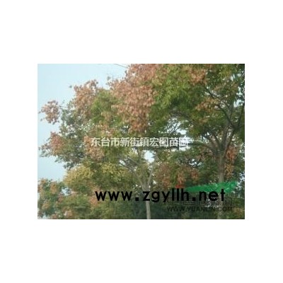 2016年枇杷树▏枇杷树苗基地▏枇杷树苗价格▏枇杷树苗多少钱