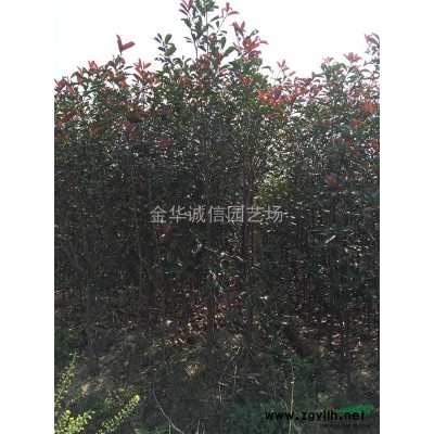 供应80红叶石楠球