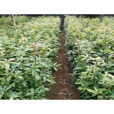 湖北金丝楠木树苗四川金丝楠木树苗