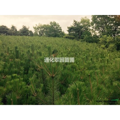 供应油松樟子松