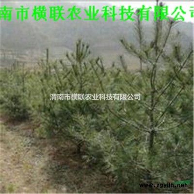 银杏 规格*，数量充足、品质上乘、价位低廉