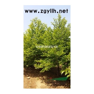 玉铃花（野茉莉）