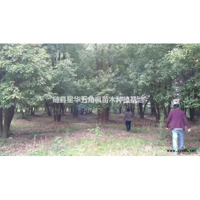 供应1公分以上五角枫