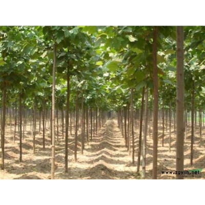 河北地区出售速生法桐