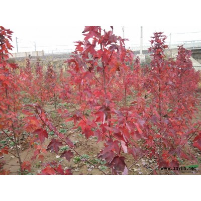 美国红枫（红点）