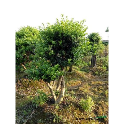 金华供应紫薇树桩