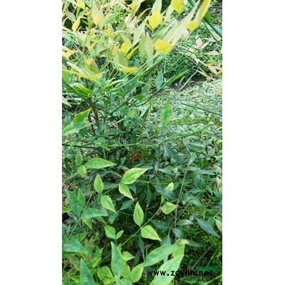 浙江地区供应红枫