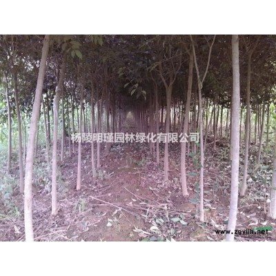 供应丛生红花木槿