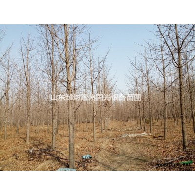 山东潍坊青州银杏苗木基地10-20公分