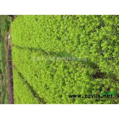 供应贵州香樟/桂花/罗汉松/杜英/桂花小苗/火红丹桂