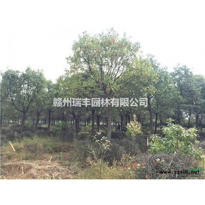 香樟，18公分全冠香樟，香樟树