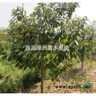 出售钙果苗 钙果苗价格 批发钙果苗