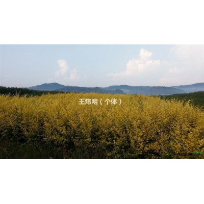 供应地接金叶榆