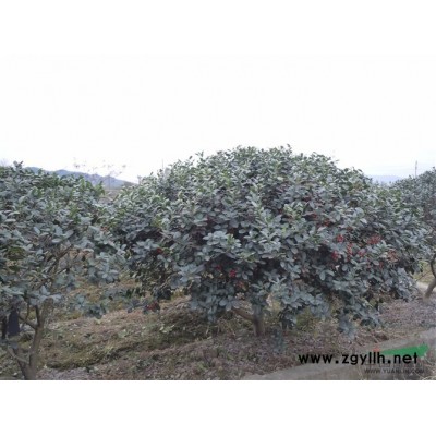 夹竹桃报价/浙江夹竹桃报价