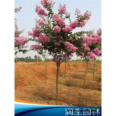 【红花继木】4000棵