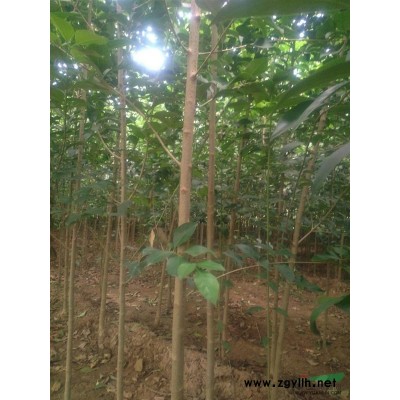 直销1-20公大叶女贞