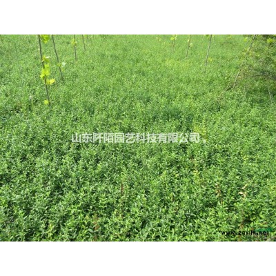 阡陌园艺供应北美芙蓉