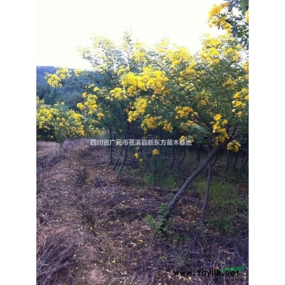 供应米径3公分—6公分黄花槐