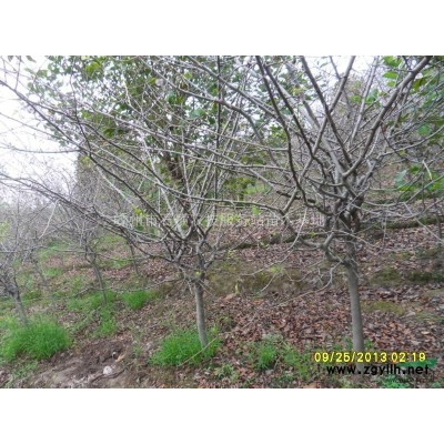 8-15公分浙江广玉兰亏本大卖