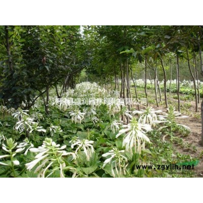 广玉兰、白玉兰、银杏