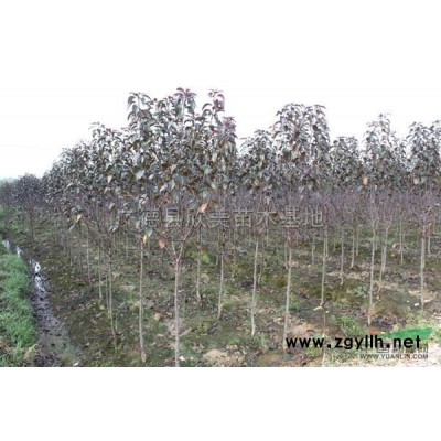 安徽紫薇*新报价/紫薇图片