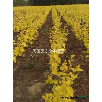 供应地接丛生中华金叶榆