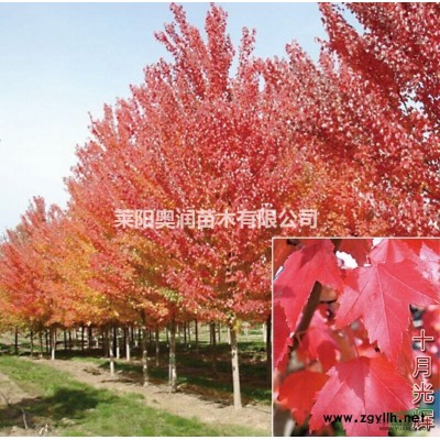 美国火焰卫矛精品树苗