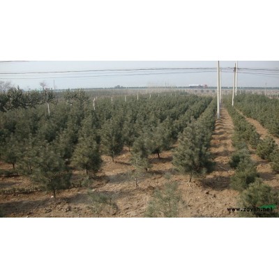 大量供应白皮松  雪松  油松