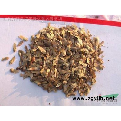 桂花价格，桂花行情调整