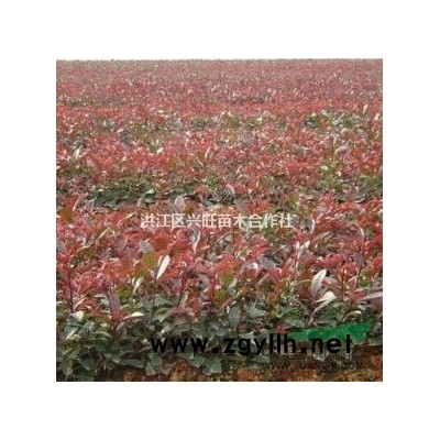 供应桂花树，杨梅树