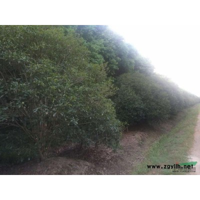 上海地区供应雪松15-30公分