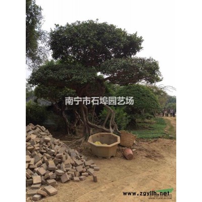 2016年广西印度榕批发，便宜印度榕价格