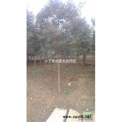 香樟 香樟价格 江苏香樟价格 南京香樟价格