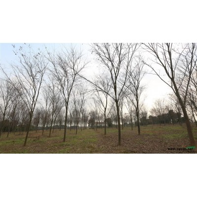 三角枫|三角枫造型