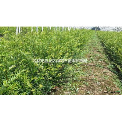 供应云南红豆杉