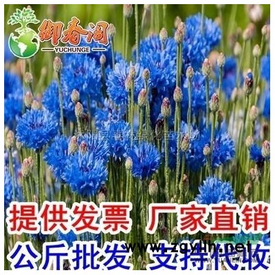 百日草花种子批发公斤混四季播易种步步高花卉种子春季种百日菊花行情报价\百日草花种子批发公斤混四季播易种步步高花卉种子春季种百日菊花图片展示图2