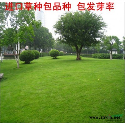 百日草花种子批发公斤混四季播易种步步高花卉种子春季种百日菊花行情报价\百日草花种子批发公斤混四季播易种步步高花卉种子春季种百日菊花图片展示图3