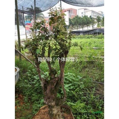 福建供应1-12公分竹柏